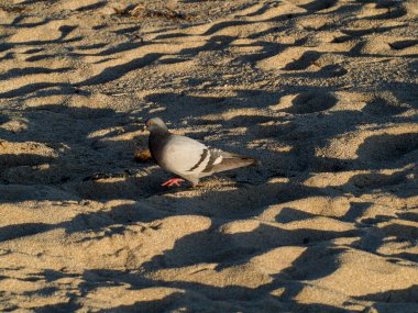 Gündüz kumsaldaki kuş.