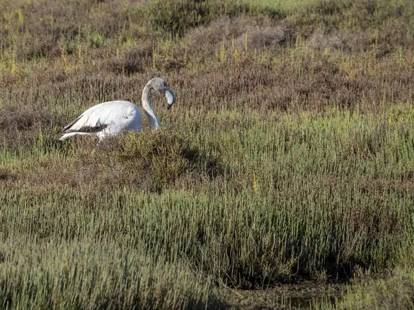 Gri turna (ardea cinerea) çimlerin üzerinde duruyor, dublin, irlanda