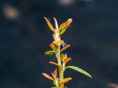 Güzel botanik fotoğrafı, doğal duvar kağıdı.