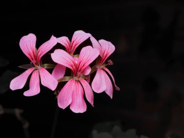 Bahçedeki güzel çiçekler