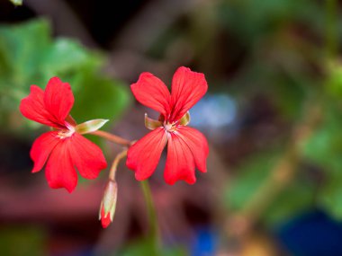 Bahçedeki kırmızı çiçekler