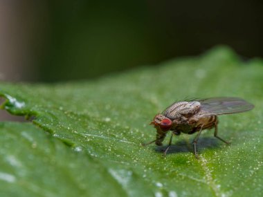 Bahçedeki güzel böceğin yakın görüntüsü.