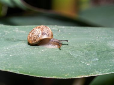 Yapraktaki salyangoz, makro, yaklaş.