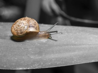 Yapraktaki salyangoz