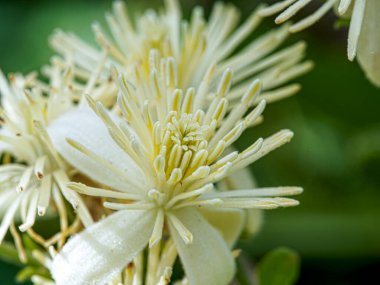 İlkbaharda bitkinin güzel beyaz çiçekleri