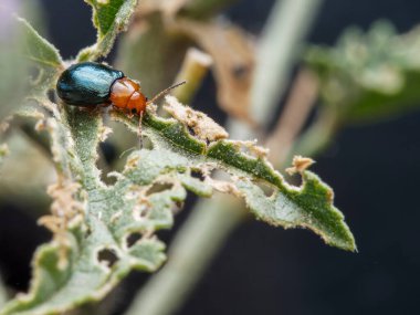 Patatesin üstündeki böcek.