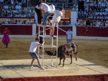 Boğa güreşinde düve salınımı. Popüler buzağı. Kızgın boğa. İspanyol boğa ringinde boğa