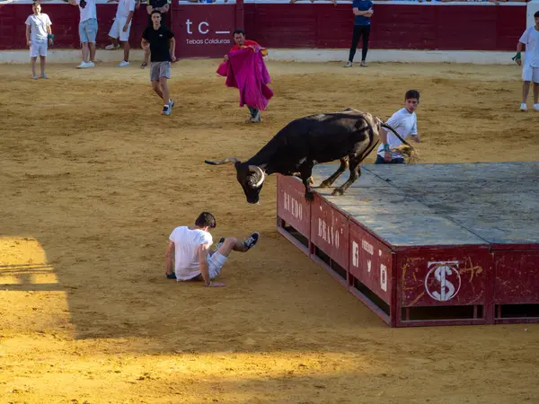 Boğa güreşinde düve salınımı. Popüler buzağı. Kızgın boğa. İspanyol boğa ringinde boğa