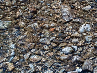 Kayalıklarda deniz kabukları.