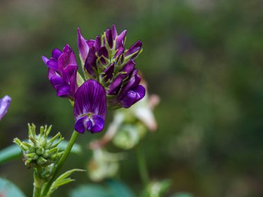 close - up view of beautiful blooming flowers