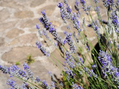 Provence 'de lavanta çiçekleri