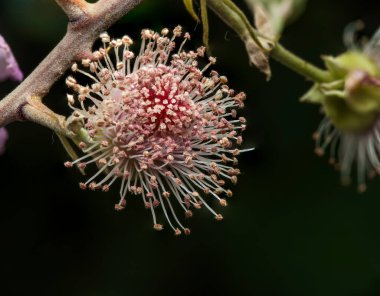 Güzel botanik fotoğrafı, doğal duvar kağıdı.