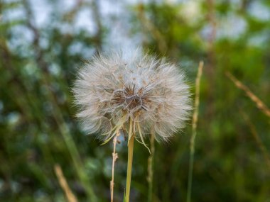 Çayırdaki karahindiba.