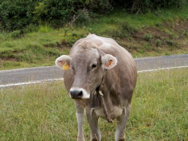 İspanya 'da bir tarlada bir inek