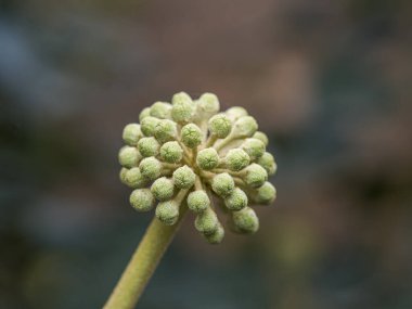 Güzel botanik fotoğrafı, doğal duvar kağıdı.