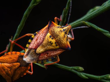 Kırmızı bir böceğe yakın çekim, makro fotoğraf.