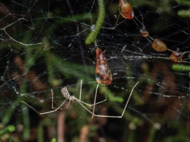 Bahçedeki örümcek
