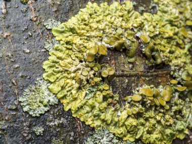 Ağaçtaki yosunları kapat