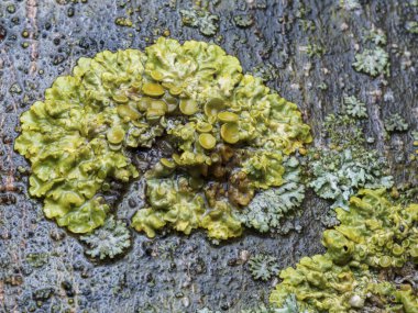 Ağaçtaki bir liken kadar yakın.