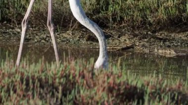 Büyük beyaz balıkçıl (ardea alba )