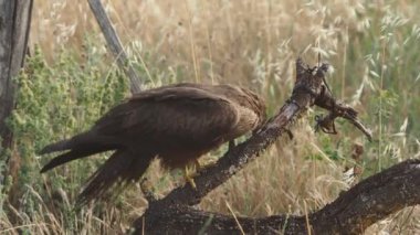 Ağacın dalında siyah kartal