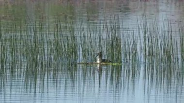 Nehirde güzel bir kuş