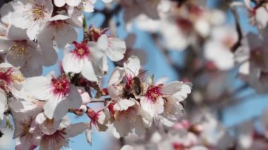 Bahçede güzel bahar çiçekleri