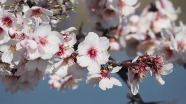 Japonya 'da bahar ağacı çiçek açar.