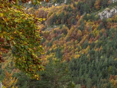 Dağlarda renkli ağaçlarla dolu sonbahar manzarası