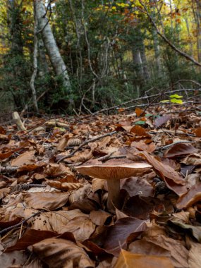 Ormanda büyük kahverengi bir mantar.