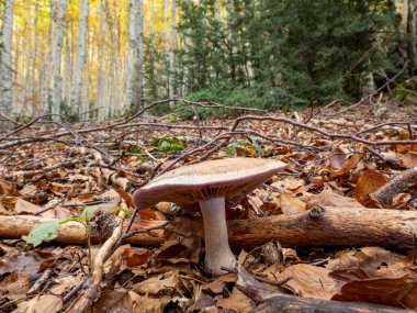 Ormanda yerde mantarlar