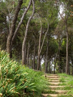 Mallorca adasında ağaçlı patika