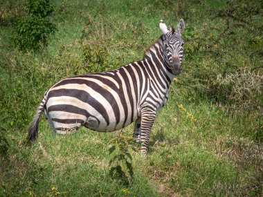 Zebra vahşi doğada