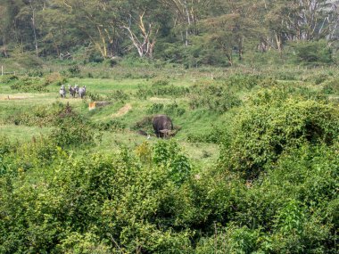 Afrika Afrika 'daki Afrika Savanası' ndaki vahşi safaride Afrika vahşi hayvanları.