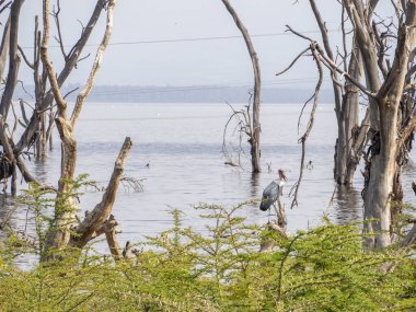 Gölde bir kuş manzarası