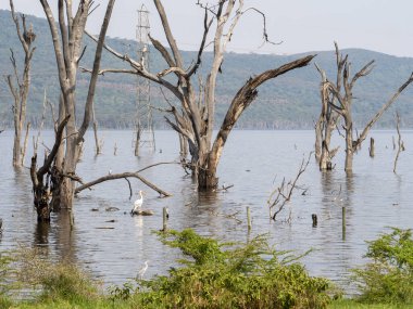 Gölde ölü ağaçlar