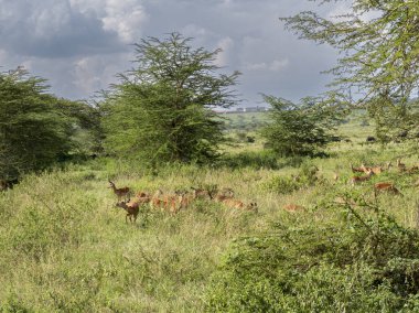 Afrika, Kenya 'daki Masai Mara' da vahşi İmpala