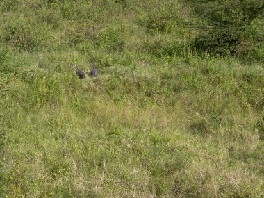 Büyük siyah-beyaz bir geyik bir açıklıkta duruyor.