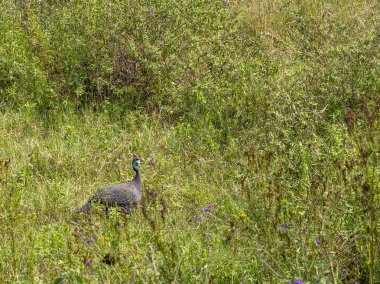 Çimlerin üzerinde vahşi gri geyik