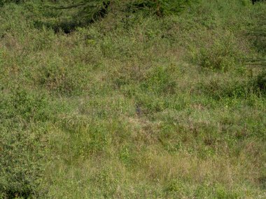 Güzel beyaz bir otun yakın çekimi.