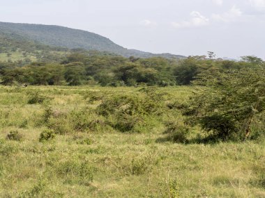 yeşil alan ile peyzaj