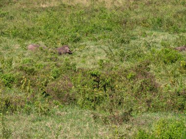 Almanya 'da ilkbaharda ormanda yaban domuzu.