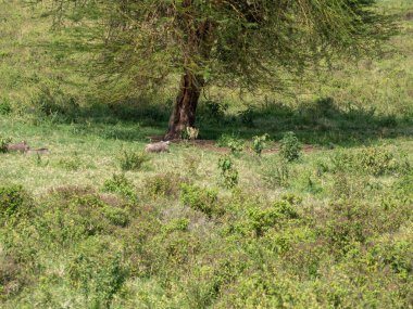 Ormandaki genç erkek geyik