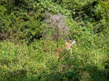 Kırmızı kuyruklu geyik, vahşi doğada.