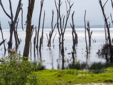 Göldeki ölü ağaçlar, İtalya