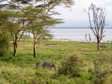 Zebra vahşi doğada