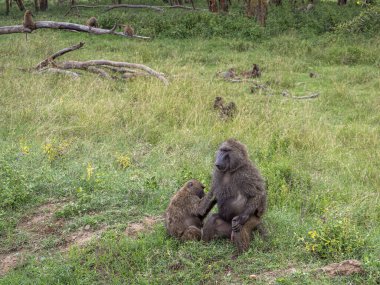Afrika, Kenya 'daki milli parktaki çimlerde bebeğiyle babun.
