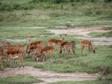 Savanadaki bir grup vahşi Impala