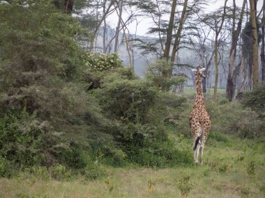 Kenya 'da safariye çıkan zürafa.
