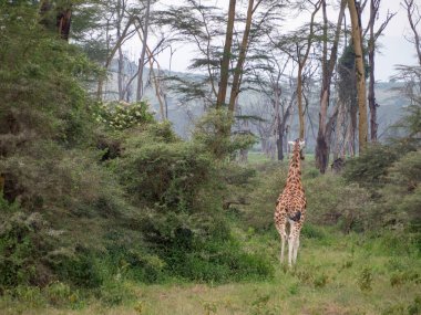 Zürafa çalıların arasında yürüyor.